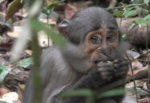 Research: Mangabey monkeys get free access to fresh tropical nuts by profiting from the nut-cracking skills of chimpanzees and the strong jaws of hogs —