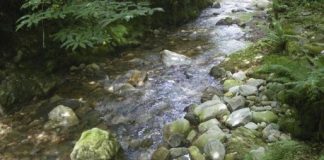 Research: Determining the bioaccumulation of 9 metals in aquatic invertebrates in mining areas —