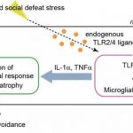 Study: Neural inflammation plays critical role in stress-induced depression — (Details)