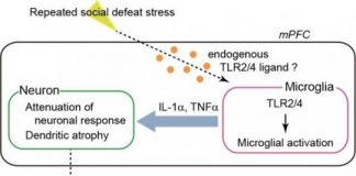 Study: Neural inflammation plays critical role in stress-induced depression — (Details)