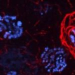 Study: Why does making new egg cells require so much cell death? (Details)