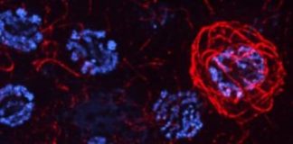 Study: Why does making new egg cells require so much cell death? (Details)