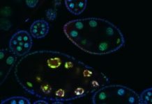 Research: Communal living improves interspecies communication between fruit flies —