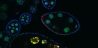 Research: Communal living improves interspecies communication between fruit flies —