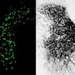 Study: Small-molecule drug reactivates dormant nerve pathways; could complement regenerative strategies — (Details)