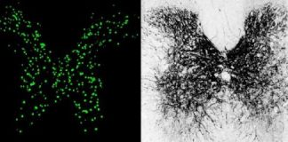 Study: Small-molecule drug reactivates dormant nerve pathways; could complement regenerative strategies — (Details)