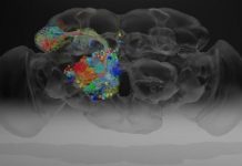 Research: Complete fly brain imaged at nanoscale resolution —