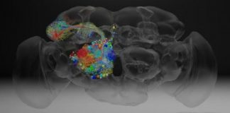Research: Complete fly brain imaged at nanoscale resolution —