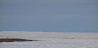 Research: In a warming climate, Arctic geese are rushing north —