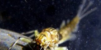 Research: Learning from ‘little monsters’ —