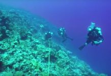 Research: Deep mesophotic reefs are unique systems bursting with life and deserving of lasting protection from global change and climate threats —