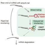 Study: Mixed mRNA tails act like a shield that delays its shortening — (Details)
