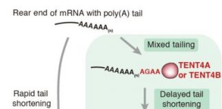Study: Mixed mRNA tails act like a shield that delays its shortening — (Details)