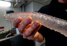 Research: The region’s fishing industry and longtime ocean food webs may face changes as pyrosomes extend their range into colder waters —