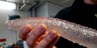 Research: The region’s fishing industry and longtime ocean food webs may face changes as pyrosomes extend their range into colder waters —