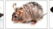 Research: A gene mutation causes wrinkled skin and hair loss; turning off that mutation restores the mouse to normal appearance. —