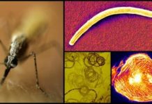 Research: Why malaria parasites are faster than human immune cells —