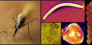 Research: Why malaria parasites are faster than human immune cells —