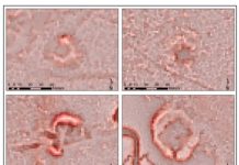 Research: Archaeologists identify ancient North American mounds using new image analysis technique —