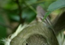 Research: A warmer Midwest could lead to a common bird being less common over the next century —