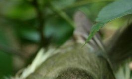 Research: A warmer Midwest could lead to a common bird being less common over the next century —