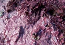 Research: Changing algae could alter ecosystems —