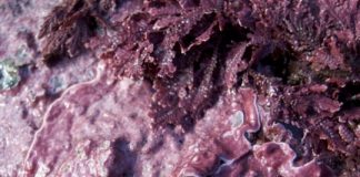 Research: Changing algae could alter ecosystems —