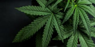 Research: How cannabis and cannabis-based drugs harm your brain —