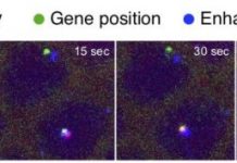 Research: Video shows DNA enhancers finding and activating a target gene in a living cell —
