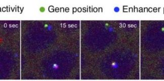 Research: Video shows DNA enhancers finding and activating a target gene in a living cell —