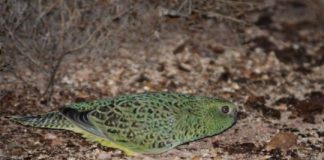 Research: Should you share data of threatened species? Or should you decline a nature selfie to save exotics from the hordes? —