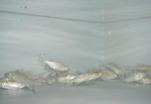 Research: Acidic oceans cause fish to lose their sense of smell —