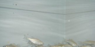 Research: Acidic oceans cause fish to lose their sense of smell —