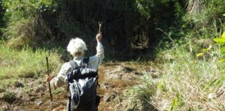 Research: Ancient farmers transformed Amazon and left an enduring legacy on the rainforest —