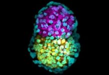 Research: Scientists generate key life event in artificial mouse ’embryo’ created from stem cells —