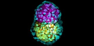Research: Scientists generate key life event in artificial mouse ’embryo’ created from stem cells —