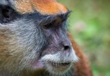 Research: Research reveals how whistling thorn acacia tree and patas monkey resemble the Truffula tree and the Lorax, respectively —
