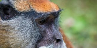 Research: Research reveals how whistling thorn acacia tree and patas monkey resemble the Truffula tree and the Lorax, respectively —