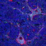 Study: Giant neurons in the brain may play similarly giant role in awareness and cognition — (Details)