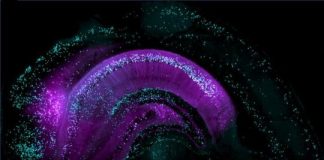 Offbeat: How experience changes basics of memory formation —