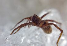Research: Spiders could buffer some effects of warming on decomposition —