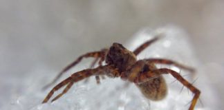 Research: Spiders could buffer some effects of warming on decomposition —