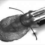 Study: Bioengineers build a scale model of a heart ventricle that beats, survives for months in the lab — (Details)