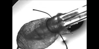 Study: Bioengineers build a scale model of a heart ventricle that beats, survives for months in the lab — (Details)