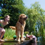 Study: Study shows that dogs that remain calm and show empathy during their owner’s distress help out faster — (Details)