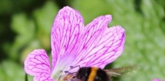 Offbeat: Study shows EU pesticide ban failing to protect suburban bees —