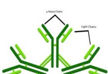 Research: Promising new class of antibodies protects against HIV-1 infection —
