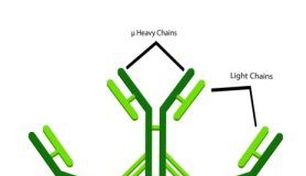 Research: Promising new class of antibodies protects against HIV-1 infection —