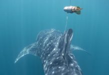 Research: Satellite tracking reveals Philippine waters are important for endangered whale sharks —