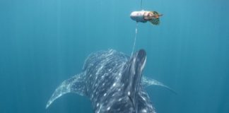 Research: Satellite tracking reveals Philippine waters are important for endangered whale sharks —